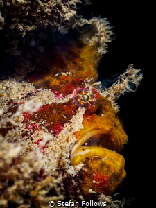The Horror

Frogfish - Antennarius maculatus

Chalokl... by Stefan Follows 